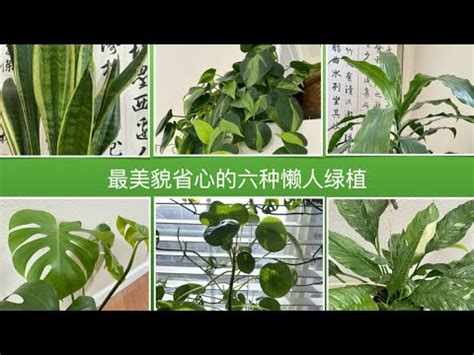 室外觀賞植物|【室外觀賞植物】驚豔你的户外空間！新手也能輕鬆打造綠意盎然。